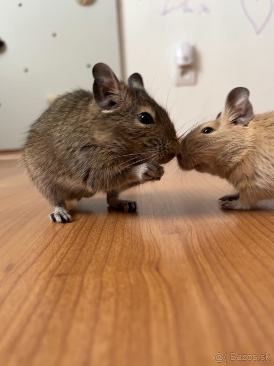 Osmak Degu