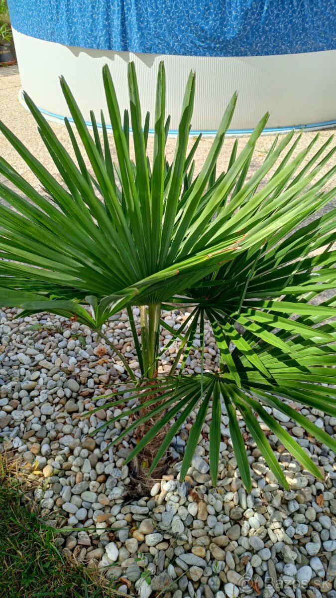 3,5 ročné palmy Trachycarpus Fortunei