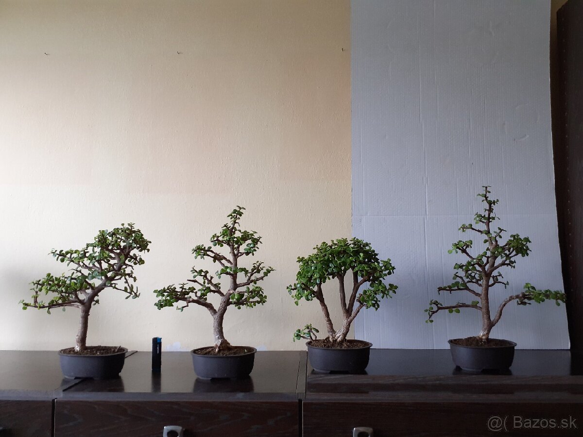 Sukulentné bonsai