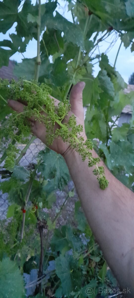 Vinič