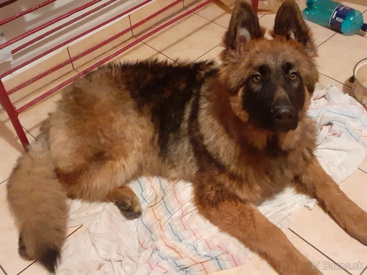 Nemecky ovciak steniatka