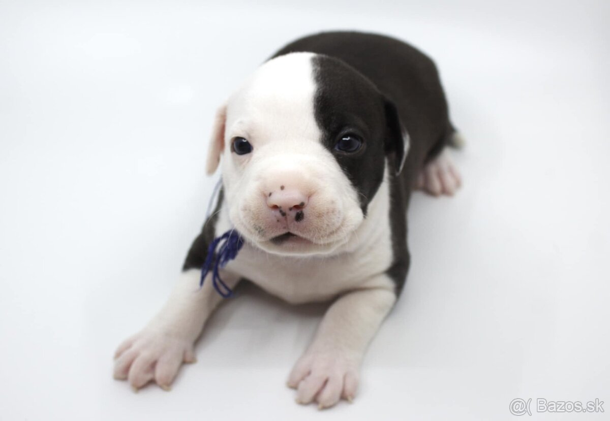 Amstaff