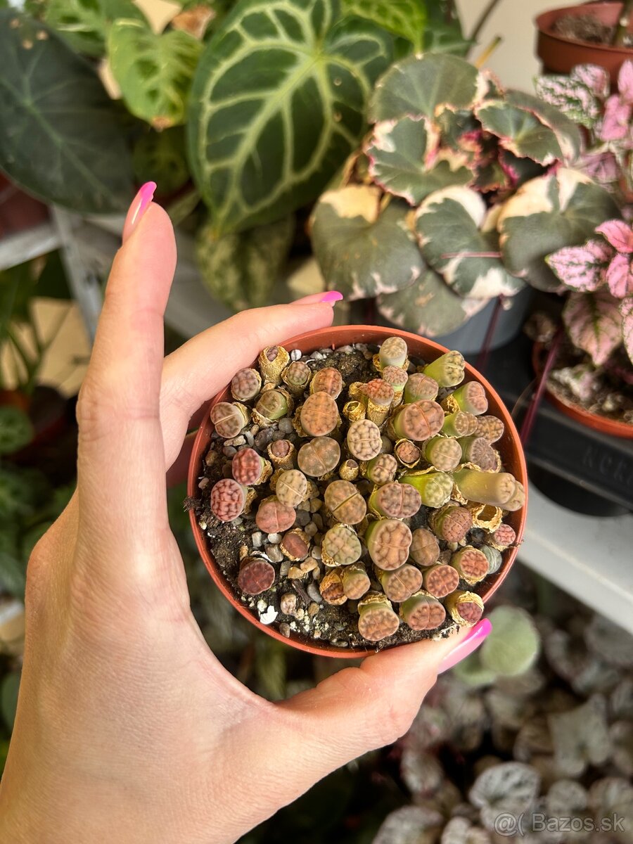 Lithops/ Živé kamene