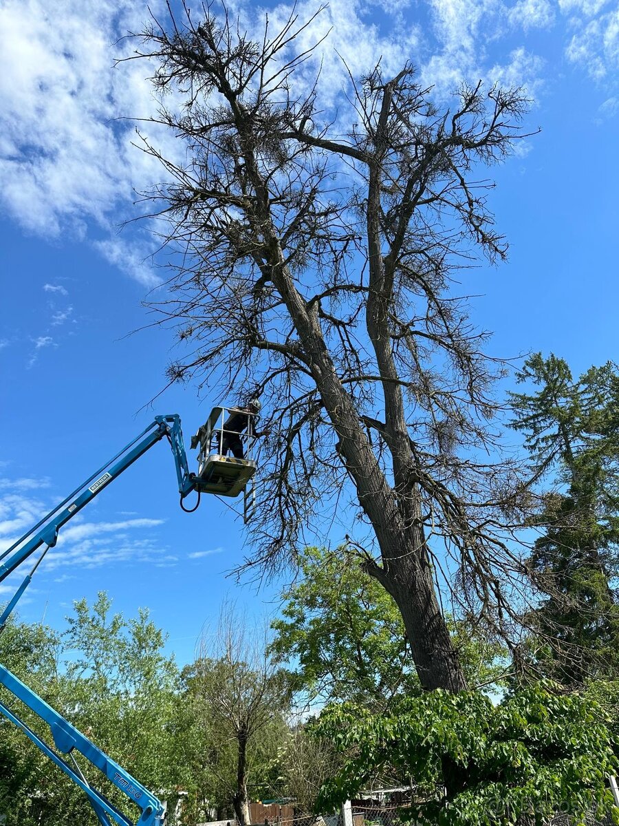 Rizikove pilenie, vyrub, arboristika, pilčicke prace