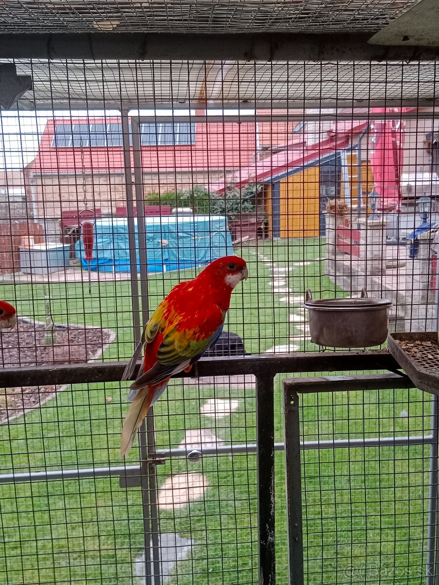 Prodám roselu gold gold opalin