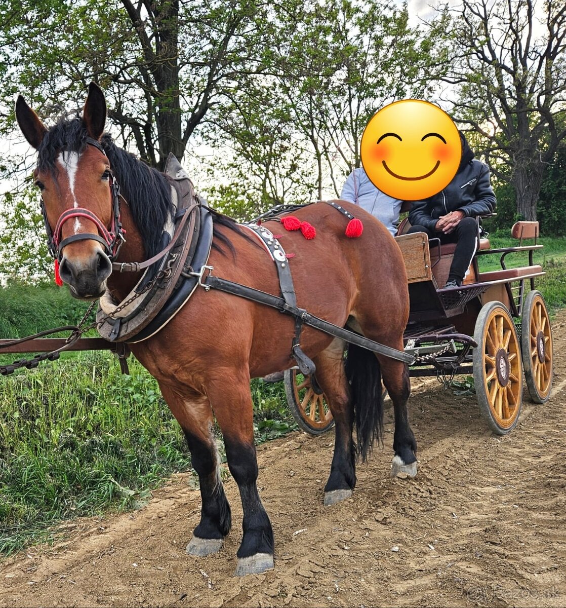 Predám ťažnú kobylu s PAPIERMI