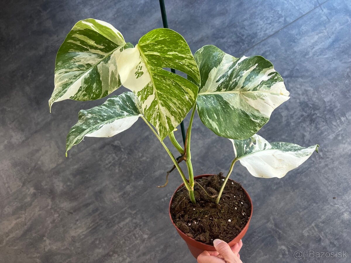 Monstera Albo variegata