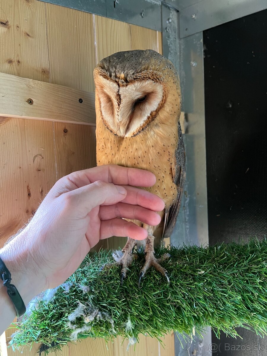 plamienka driemava ,tyto alba