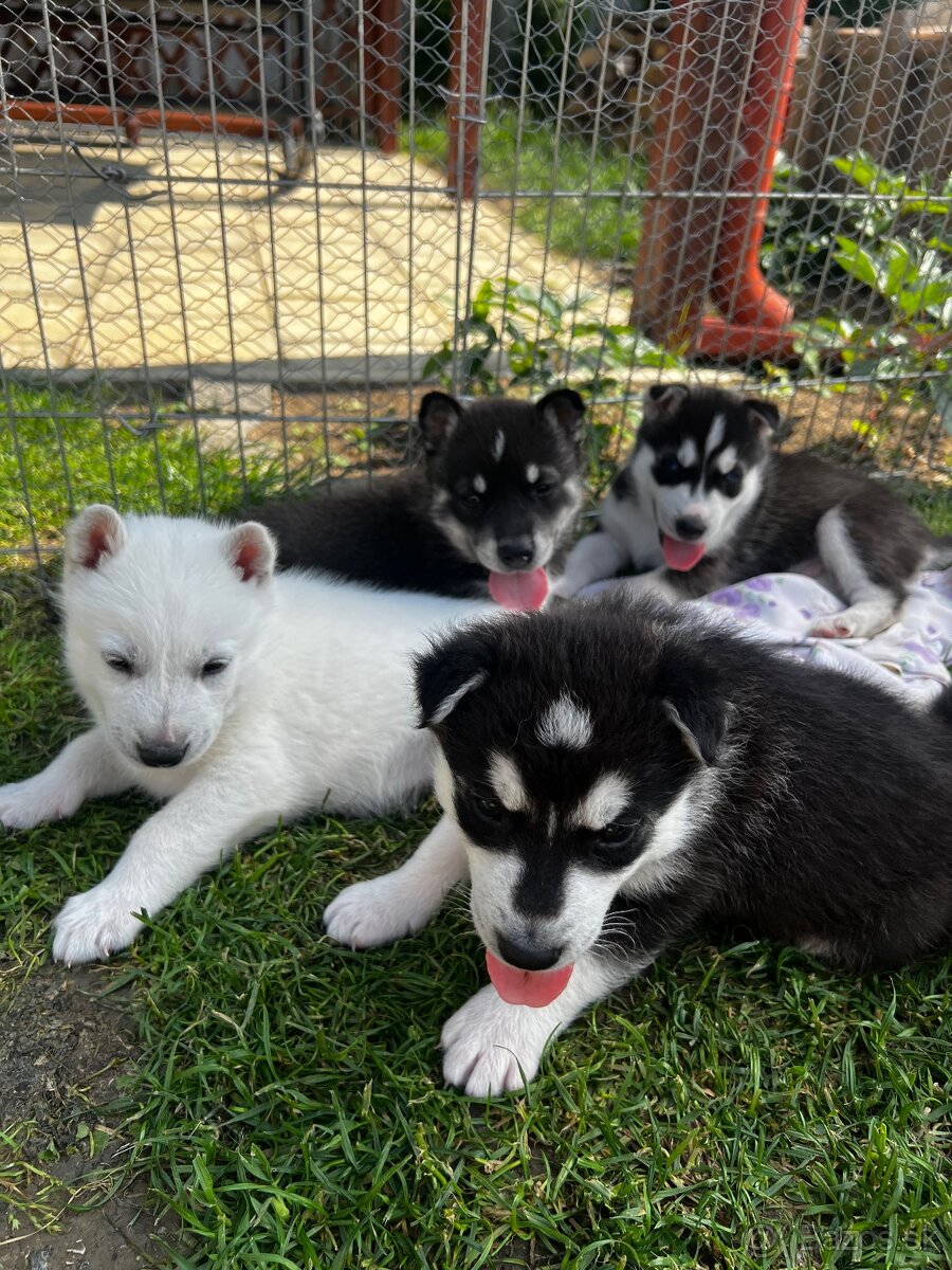 Husky
