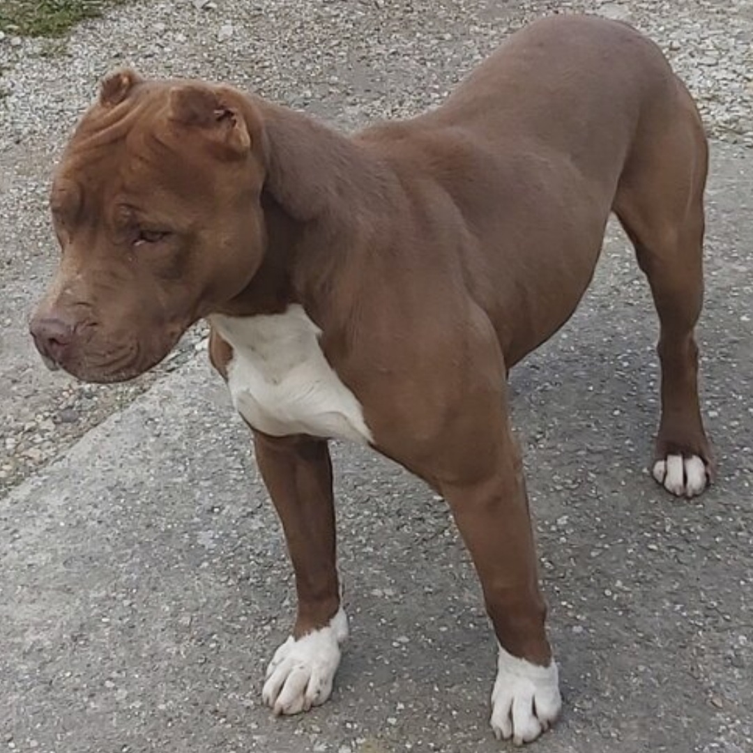 Americky pitbull