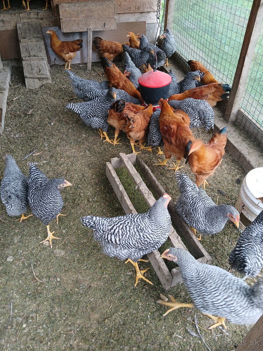 Mladé kohúty Amrox a Hempšir