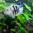 Cichlazomi