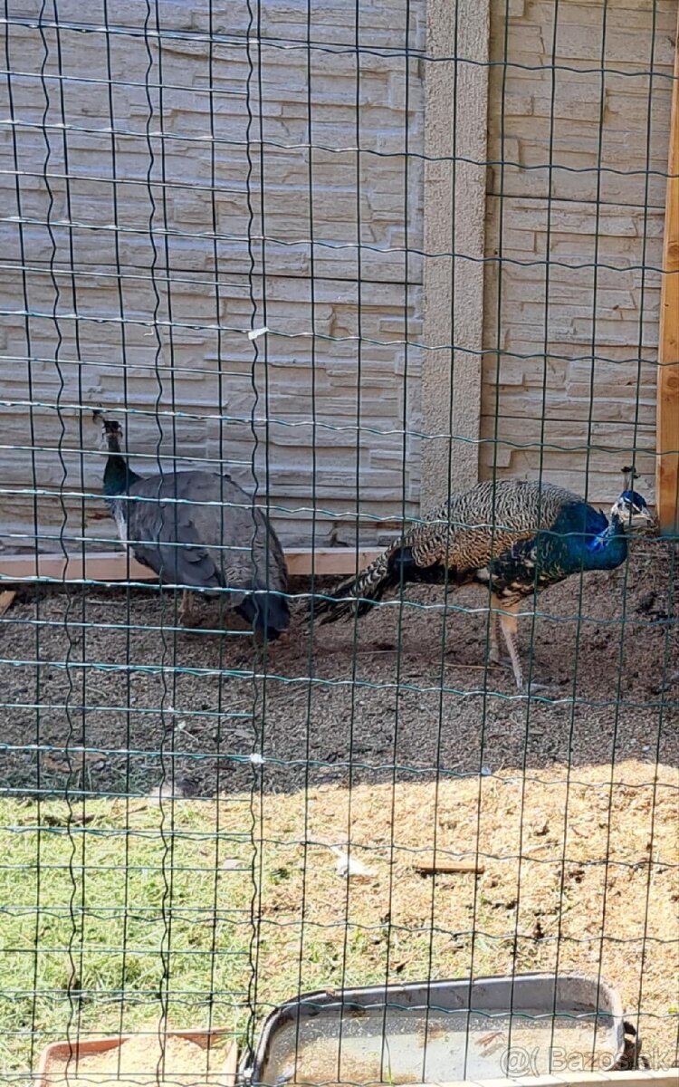 Pávy