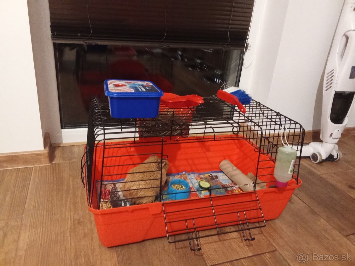 Predám morča s príslušenstvom