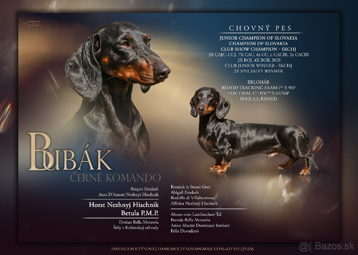 Jazvečík na krytie