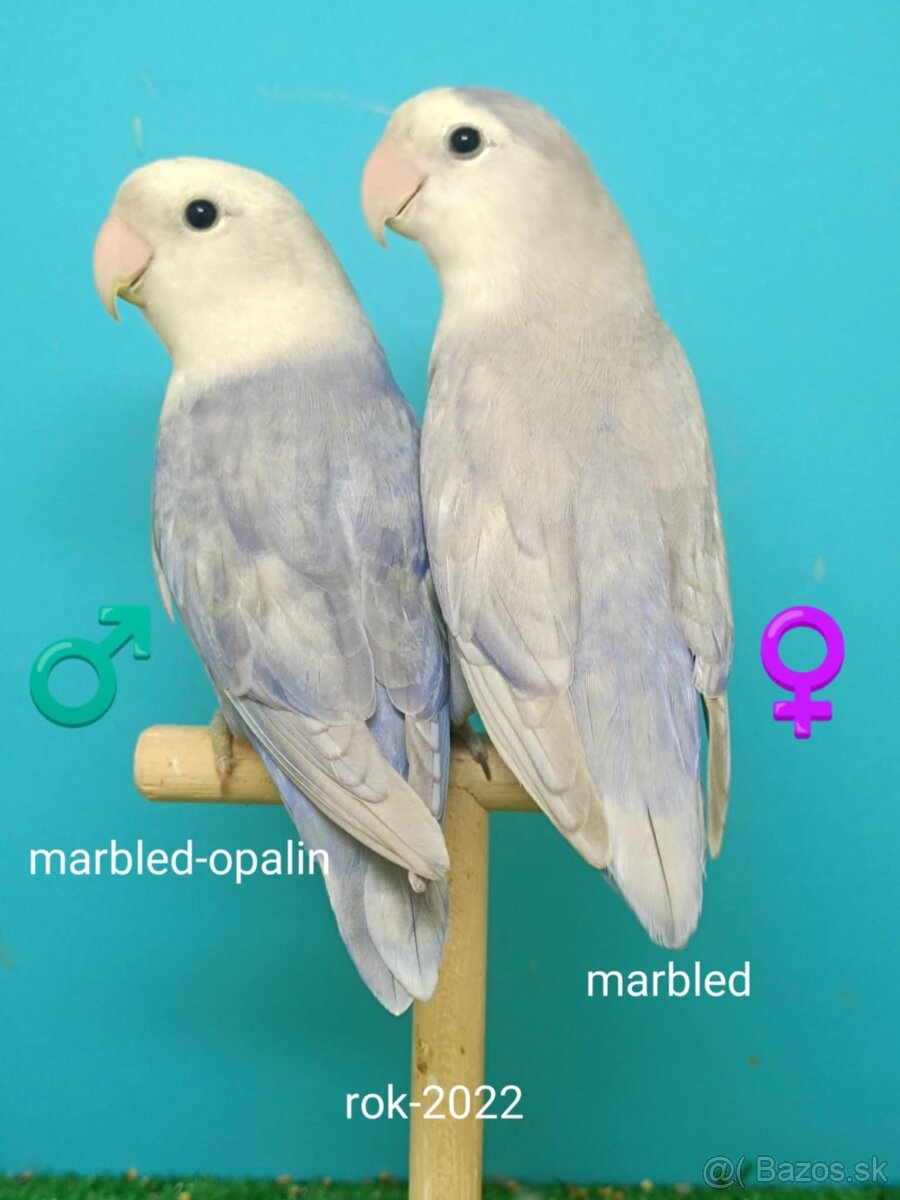 Agapornis