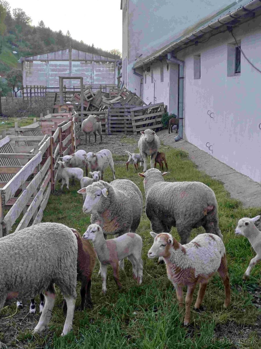Predám jahňatá
