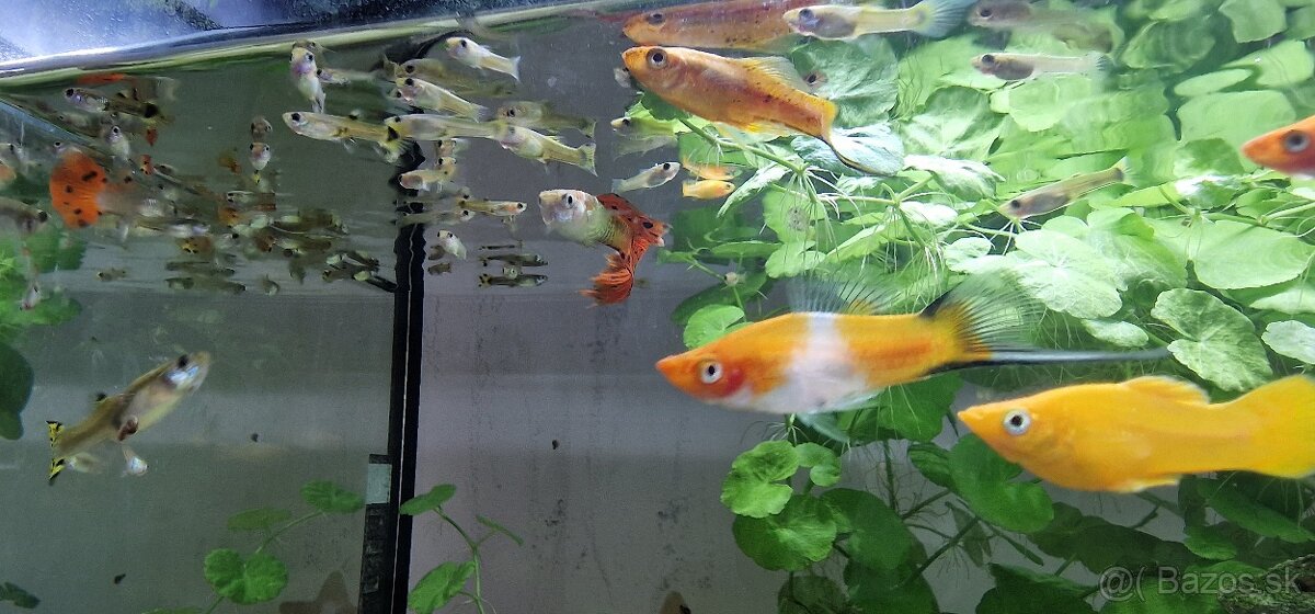 Gubky 0,80€/1ks