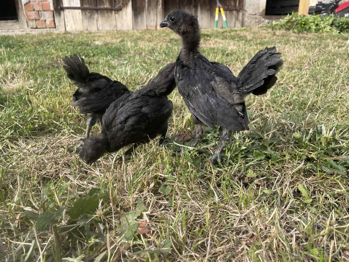 Ayam Cemani