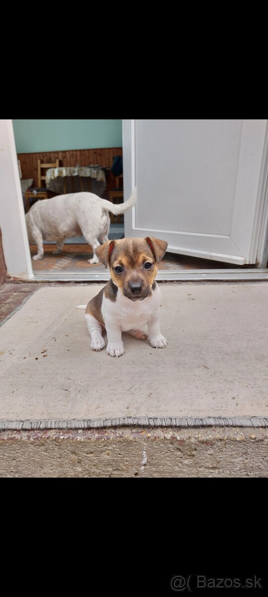 Jack Russel Teriér šteniatka