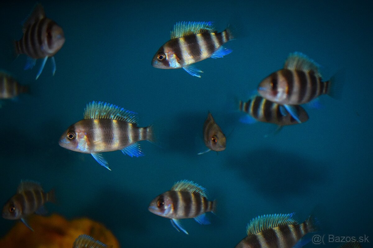 Cyphotilapia Frontoza Burundi
