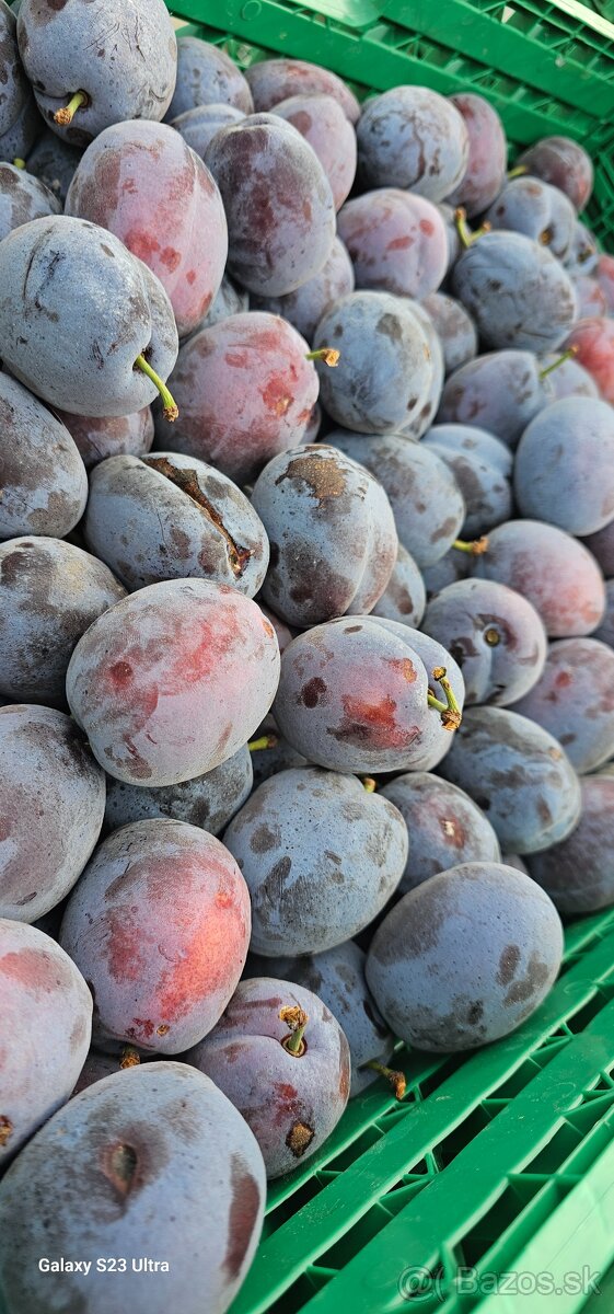 Slivky ovocie  na kvas