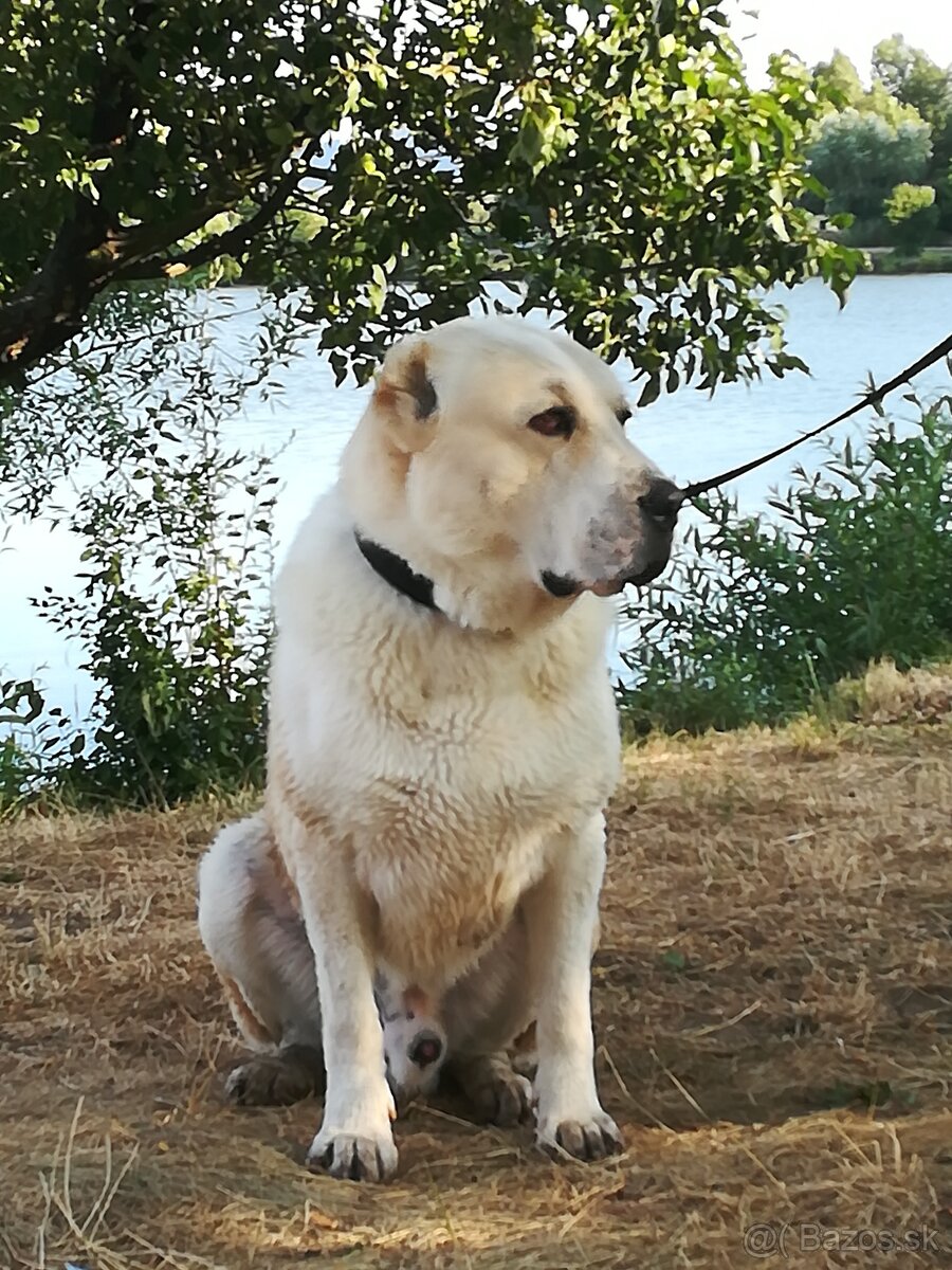 Stredoazijsky ovčiak SAO - krytie