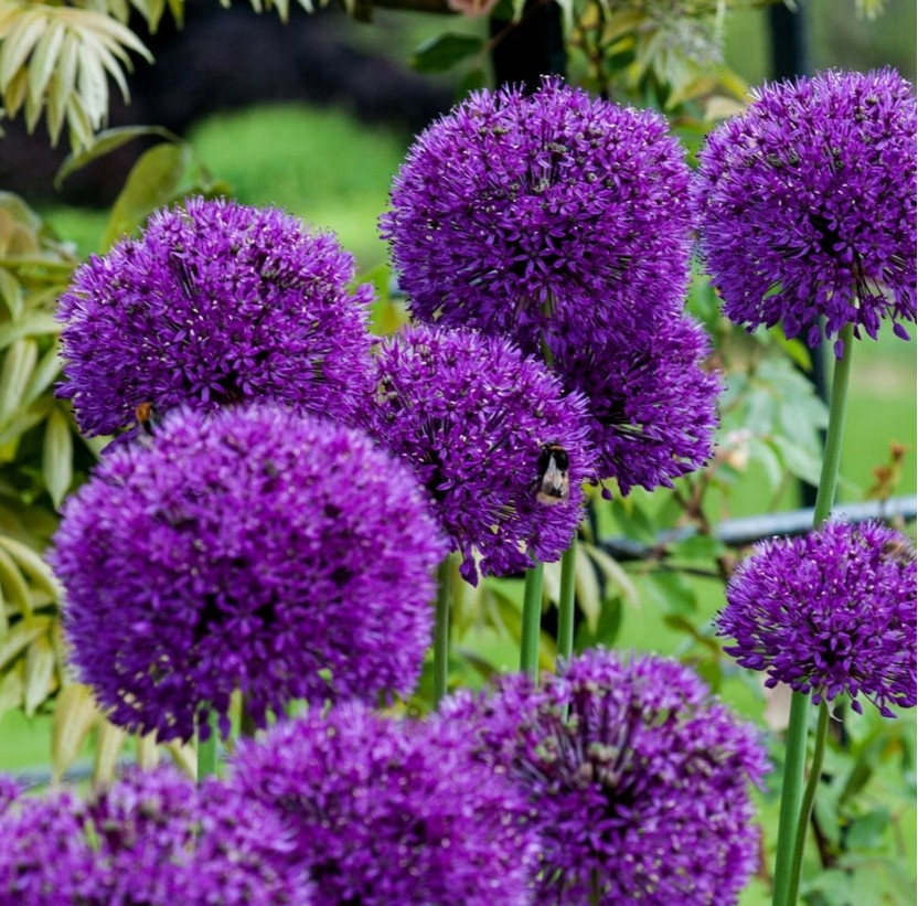 Okrasný cesnak Purple Rain