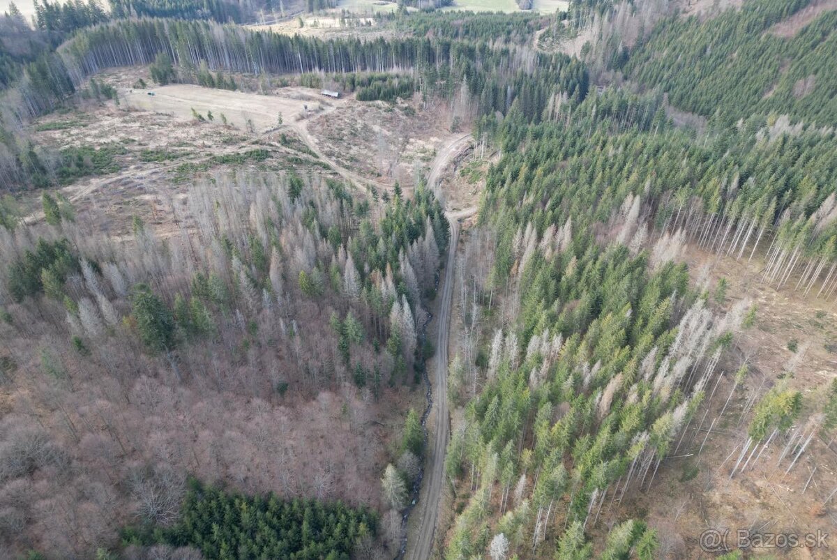 Les alebo drevo na pni