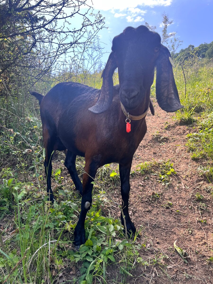 AN kozy