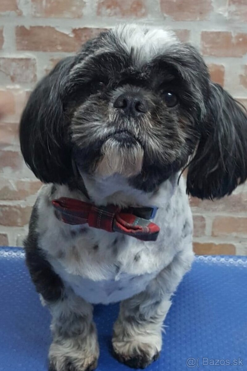 Hľadáme fenku Shi tzu na založenie rodinky
