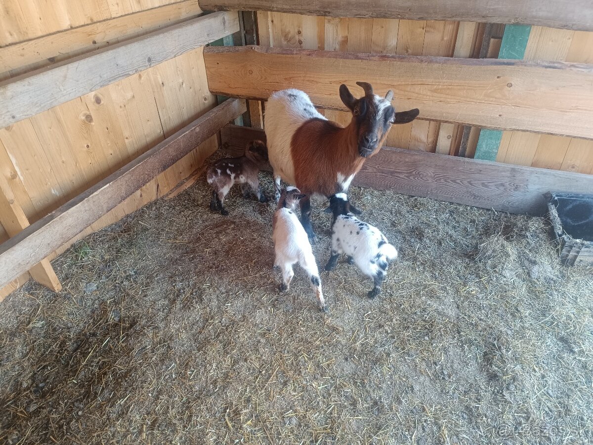 Mini kozy