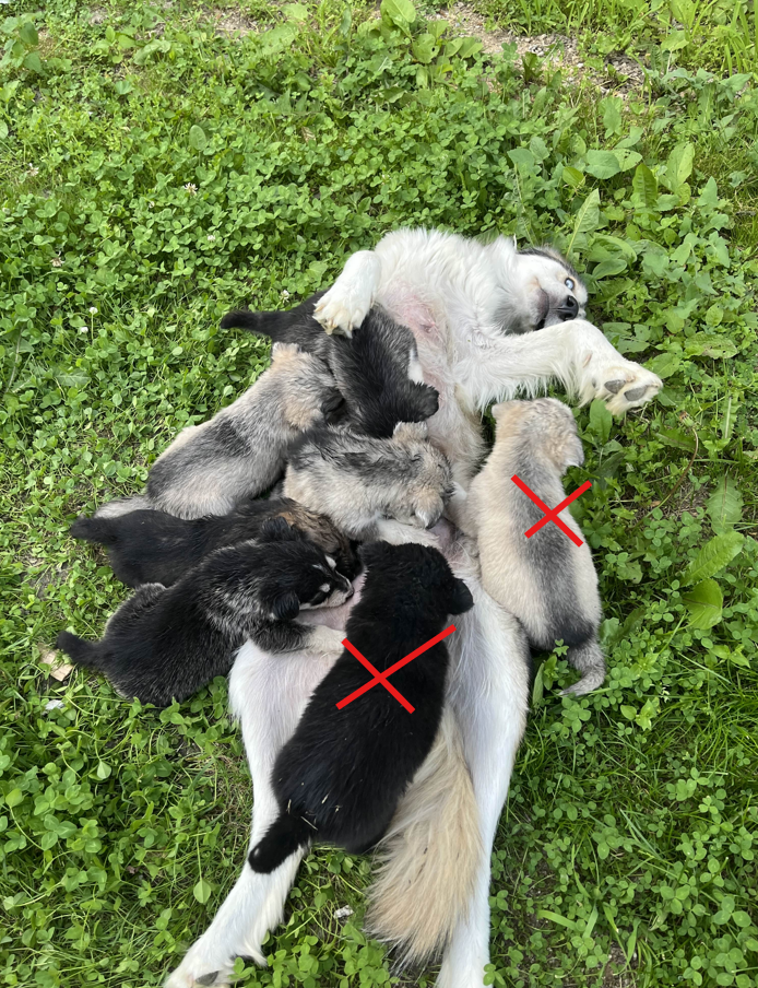Sibírsky husky
