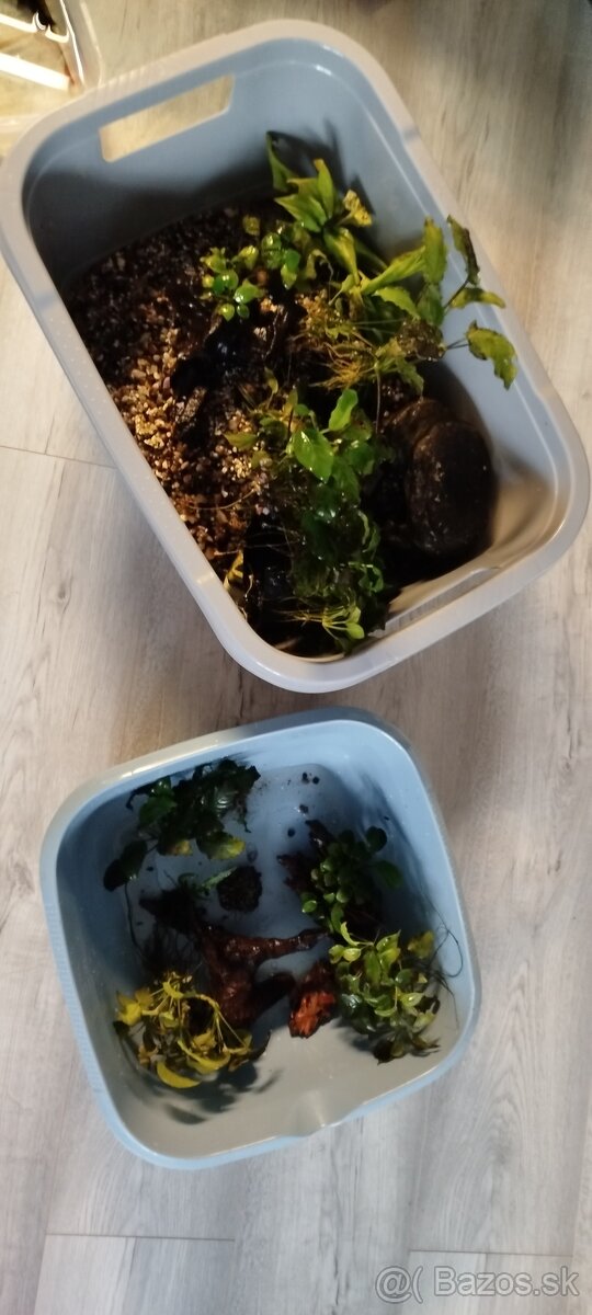 Anubias na koreňoch a dekorácie do akvária