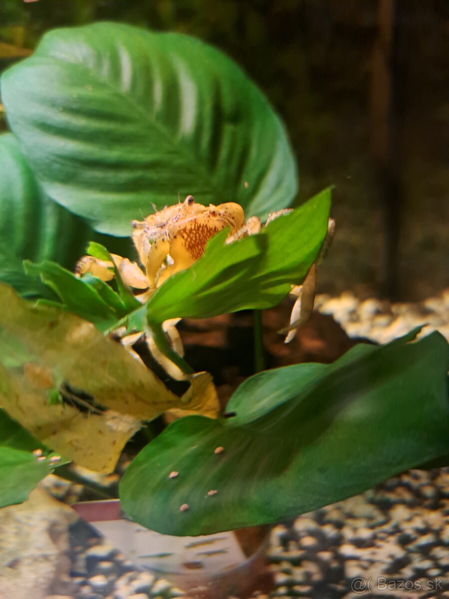 Krab mekong - samica