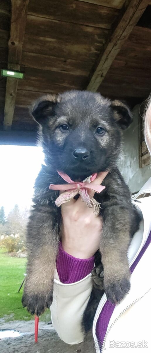 Šteniatka Nemeckého ovčiaka