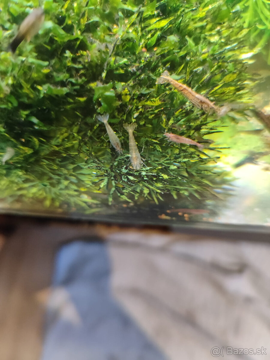 krevety Neocaridina 0,40€ kus