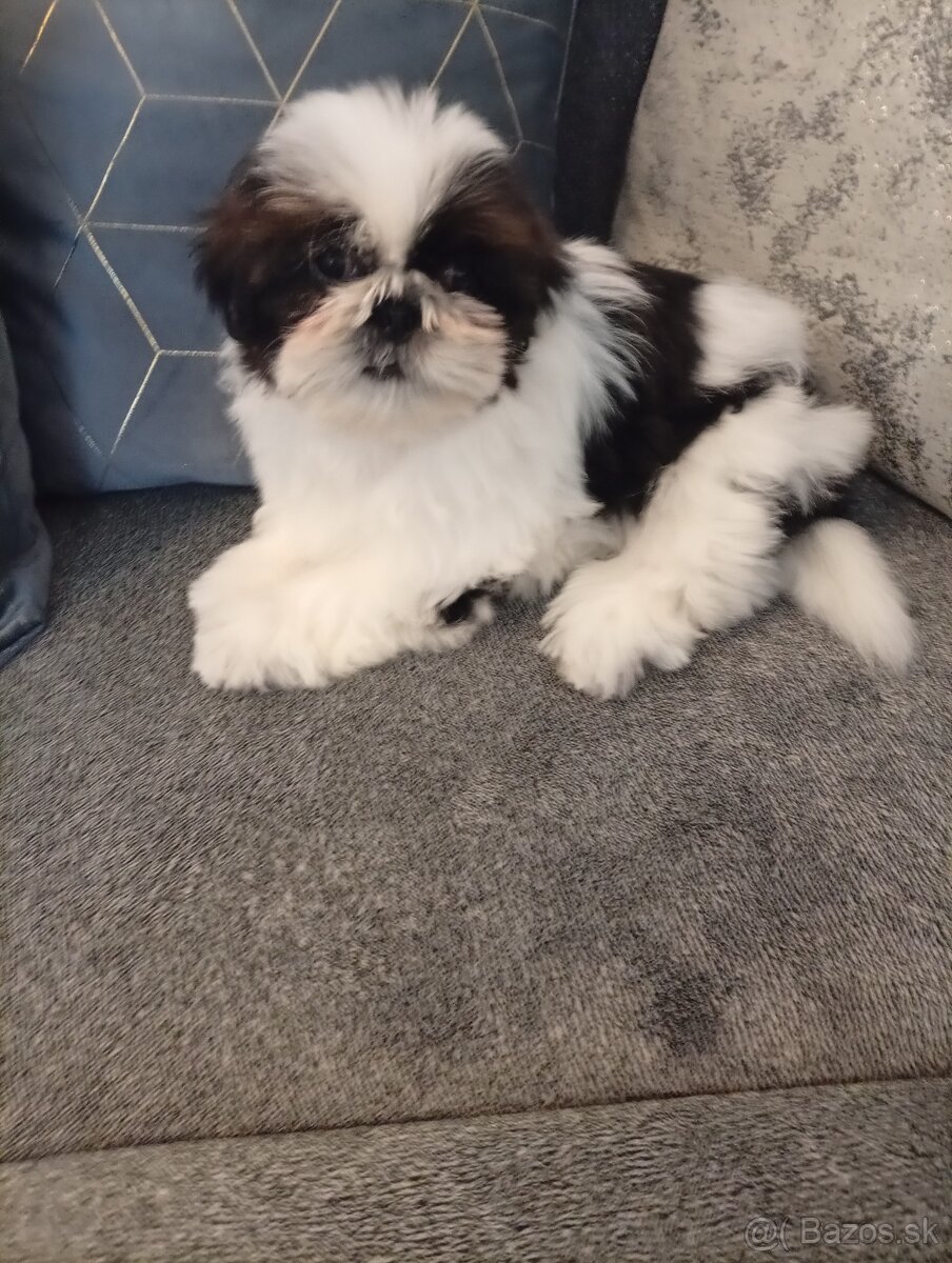 SHIH-TZU