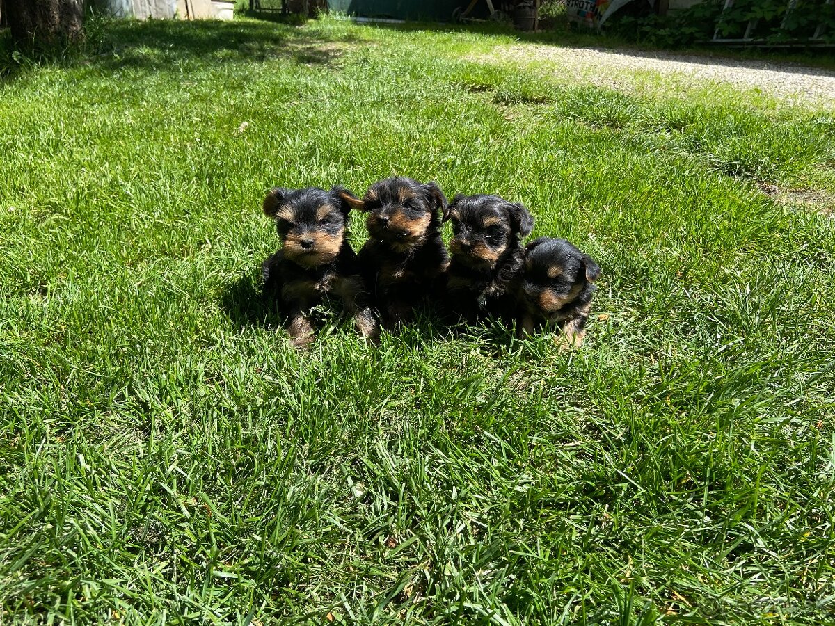 Yorkshire terrier , York, Jorkšír,Yorkshir