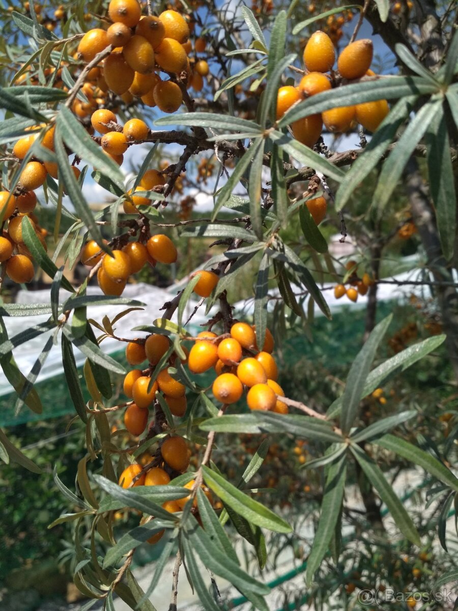 Arónia, rakytník