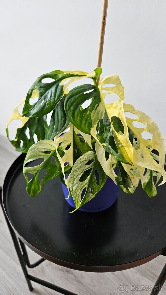 Monstera adansonii veriegata - izbova rastlina