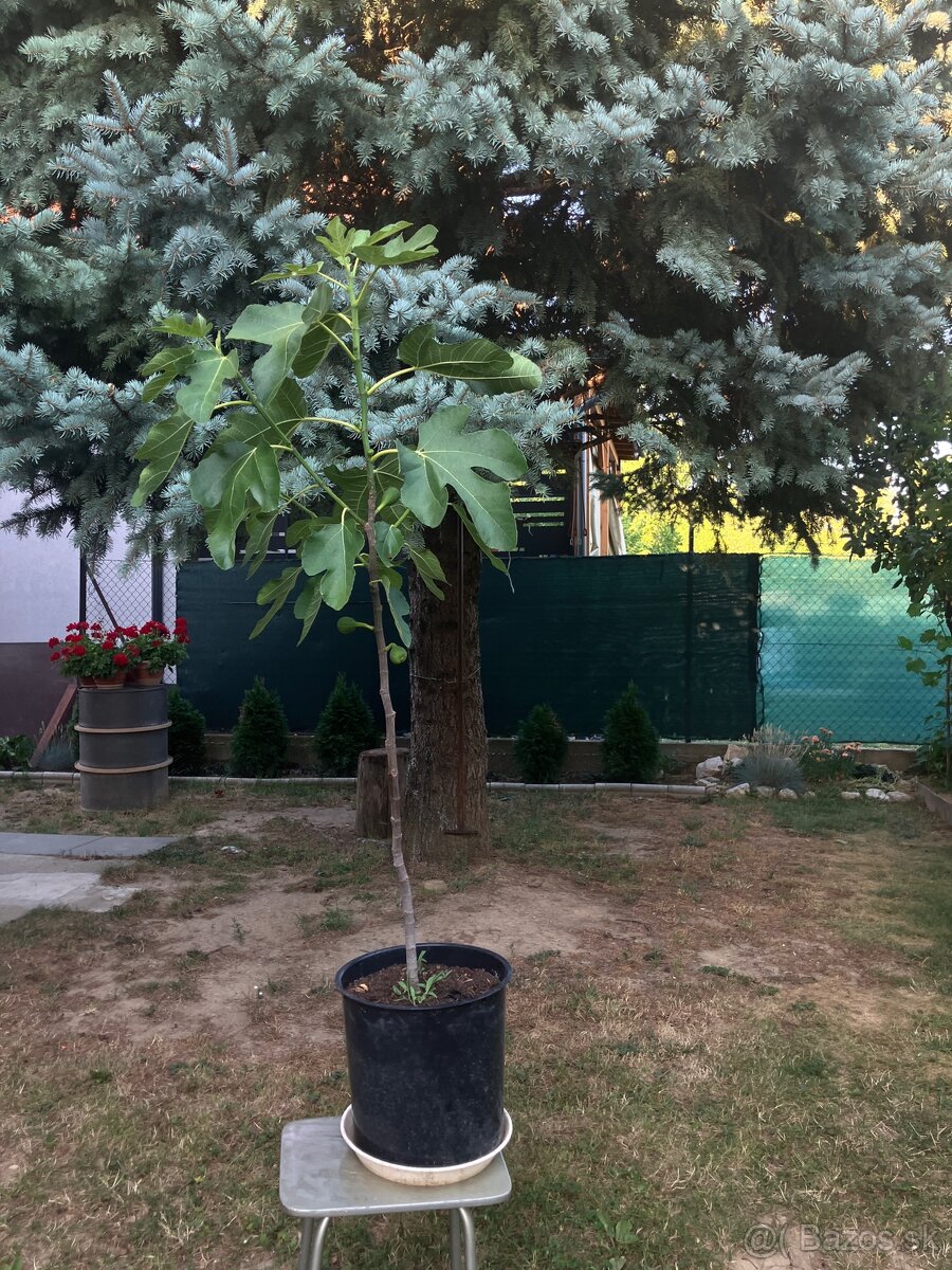 Predám figovník 130cm