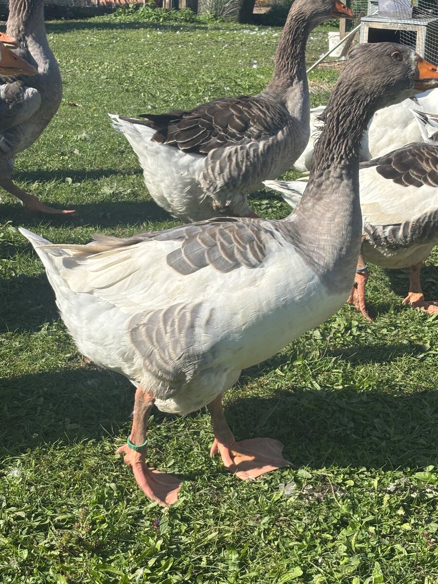 Domace husi a gunari