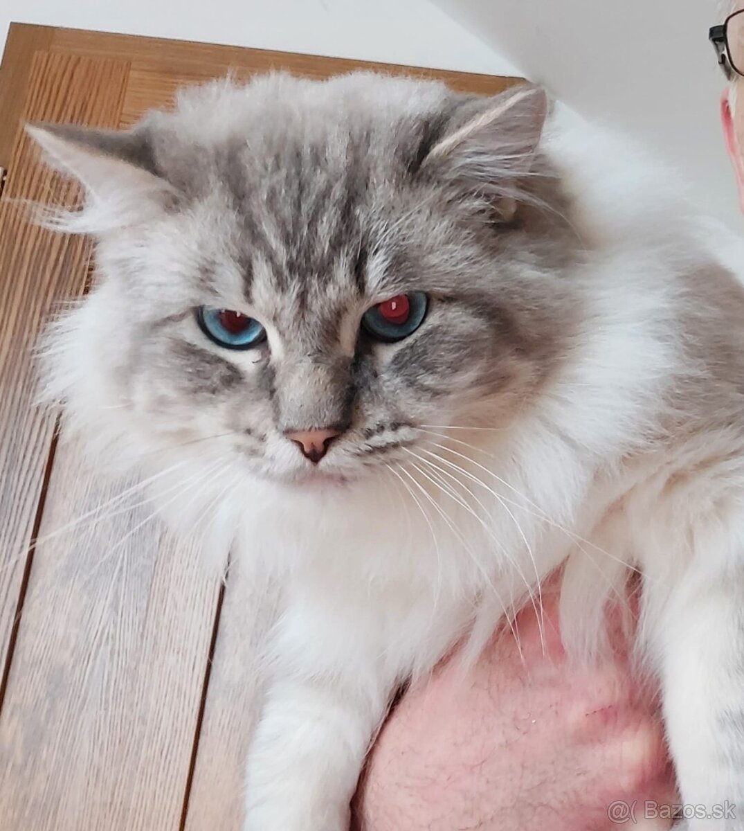 Ponukam kocura ragdoll na krytie