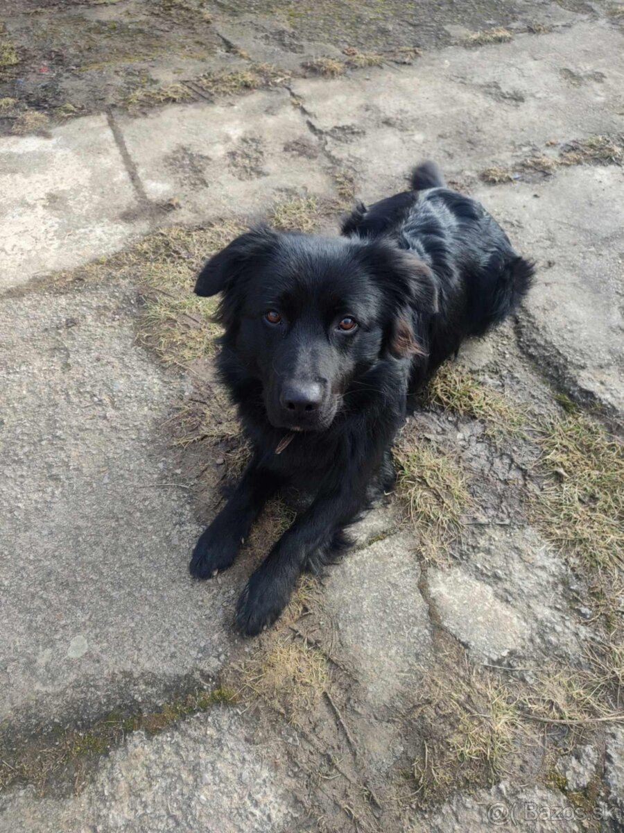 Darujem kríženca labradora