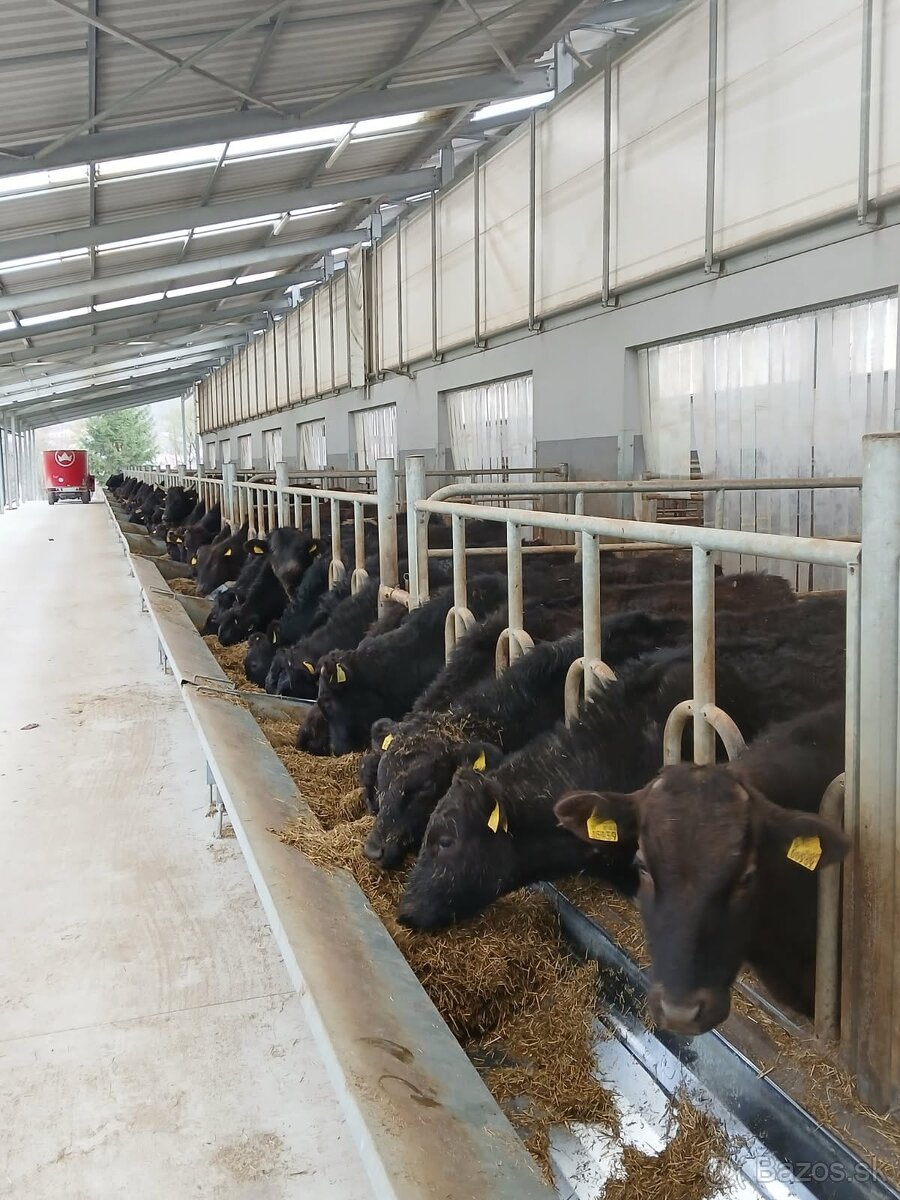 Predaj živého dobytka do chovu a na mäso – WAGYU