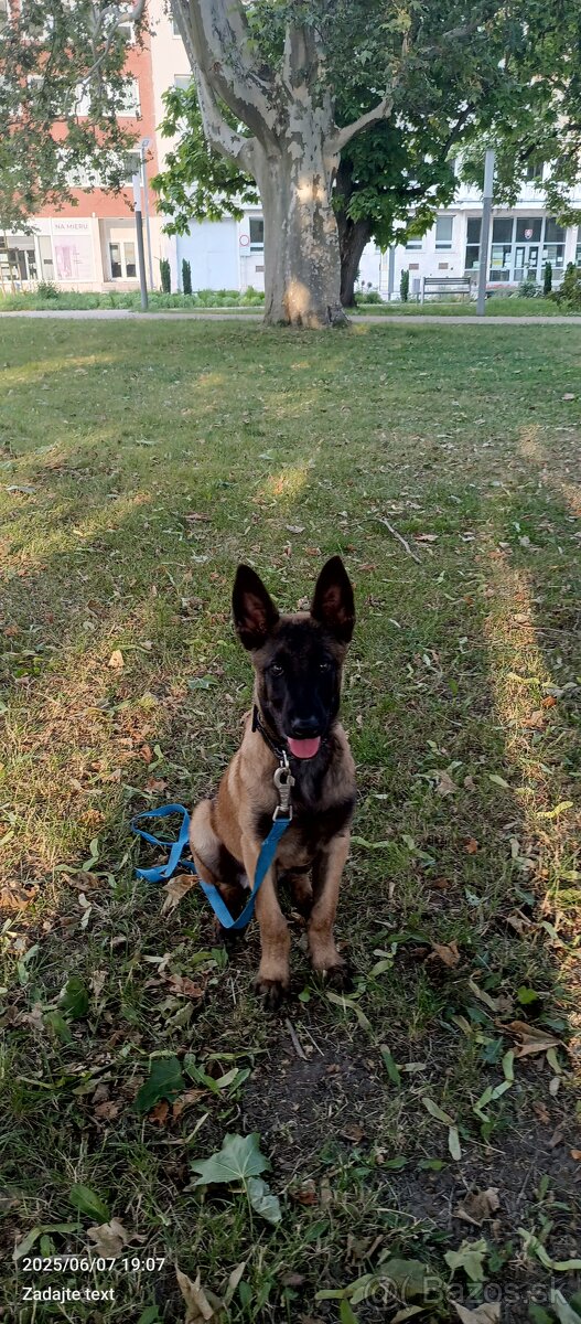 Belgický ovčiak malinois