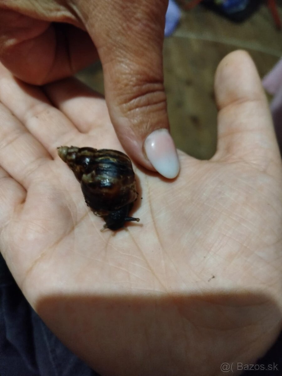 Predám africké slimáky