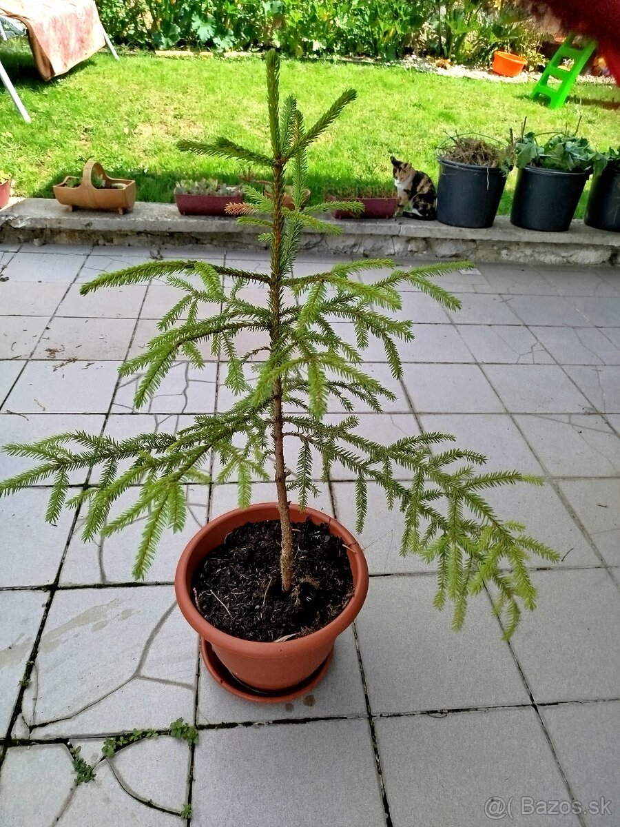 Smrek obyčajný