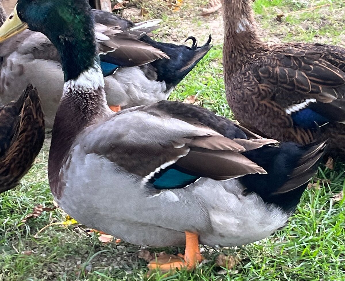Káčerov
